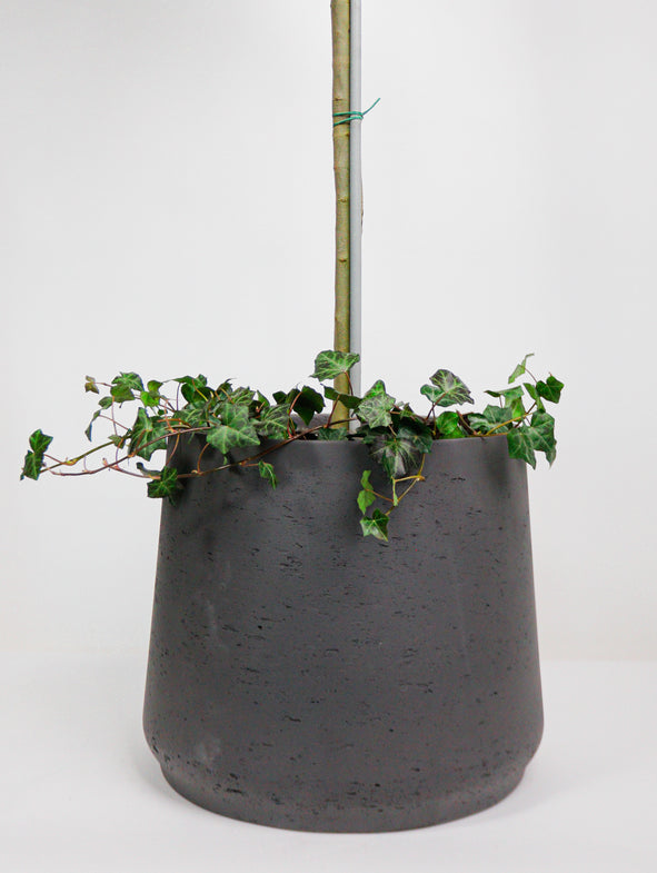 Bay Tree & Ivy